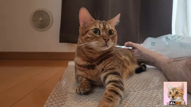 Look at the kitty snuggled up with you.